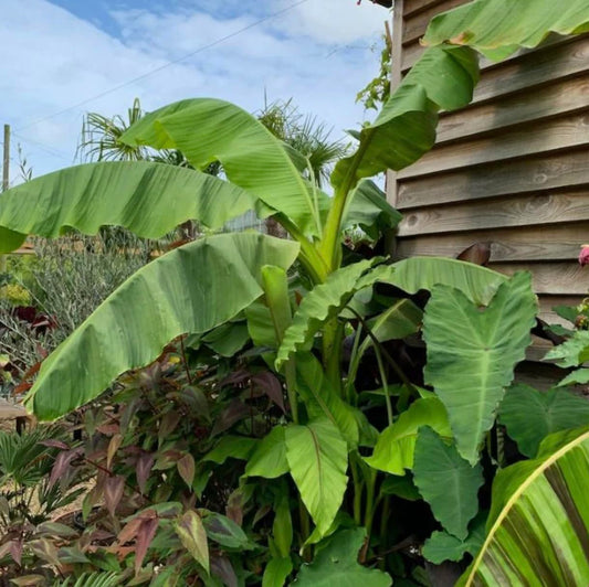 Musa Basjoo Banana Tree - 1 Ft. Tall Cold Hardy Banana Plant - Rapid Growth - Easy Care (4-6 Inches)