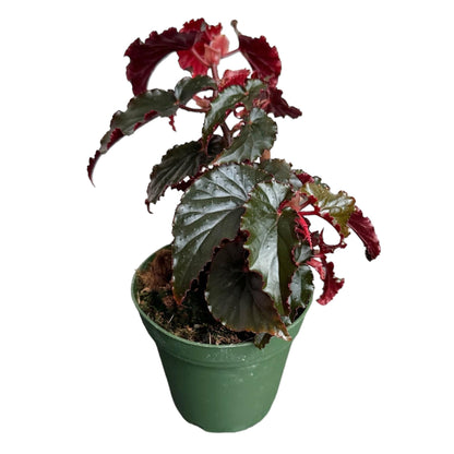 Hopewind plants shop Begonia Black Magic, Begonia Rex, 4 inch Pot, Very Unique and Easy to Care Live Plant