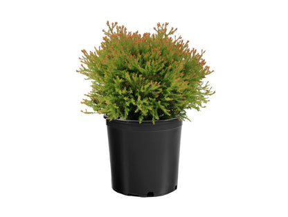 Fire Chief Arborvitae Evergreen Shrub, Gold Spring Foliage, 1 Gallon