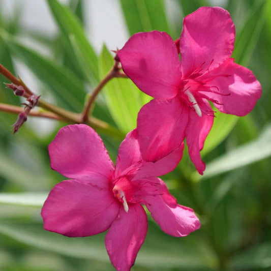 Proven Winners Austin Pretty Limits Oleander (Nerium Oleander) Live Plant, 4.5" Qt, 4 Pack