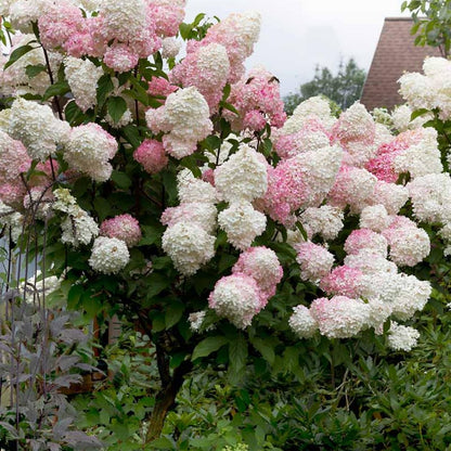 Hydrangea Tree Plants Live in Pot, 5-11" in Tall, Change Color Perennial Planting Indoor Outdoor, Long Lasting Blooms Flower (White and Pink)