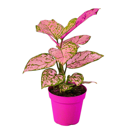 Chinese Evergreen 'Lady Valentine' in 4in Pot - Live Plants Tropical Houseplants | Variegated | USA Growers | The Snobby Leaf