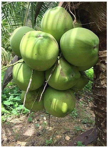 Live Dwarf Green Malayan Coconut Palm 6 to 12 inch Tall, Cocos nucifera Seedling for Planting, Sprouted Coco Plant Produces Edible Fruits, Ready to Grow