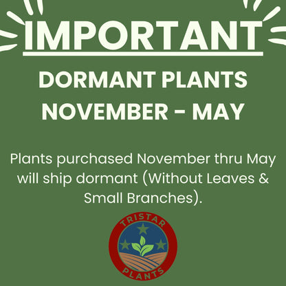 TriStar Plants - Crape Myrtle - Rhapsody in Pink, Lagerstroemia Indica, 1 Gallon Trade Pot, Pink Crape Myrtle, Summer Blooms, Fast Growing Tree