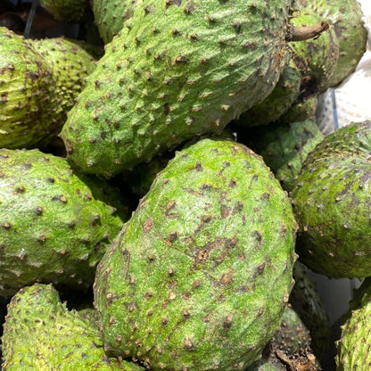 Sweet Giant Soursop Tree Live Plants, 2 Year Old Annona Muricata Guanabana Trees, 3 Gallon Pot, 2 to 3 Feet Tall for Outdoor Garden, No Ship to CA