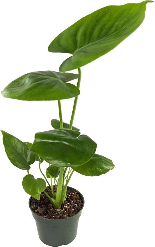 Generic, Monstera deliciosa (Philodendron Monstera, Swiss-Cheese Plant) Live Indoor House Plant, 4 inchPot