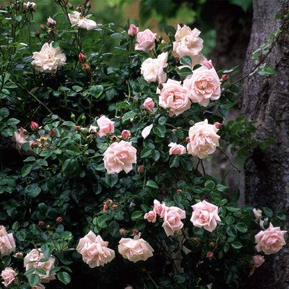 Heirloom Climbing Roses, Live Own Root Plant for Outdoor Garden, New Dawn™, Very Fragrant, Hardiness Zones 4-10, Repeat Blooming