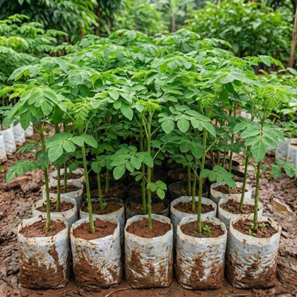 2 Moringa Plants Live Trees for Growing, Malunggay Plants, 5-9" Drumstick Horseradish Tree, Moringa Oleifera Plant Live, No Pot, Well Rooted