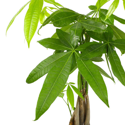 Live Money Tree Houseplant in 6" Grower Pot, Air Purifying Pet Friendly Plant, Easy Care for Beginners, Pachira Aquatica, Bonsai & Feng Shui Houseplants by Plants for Pets