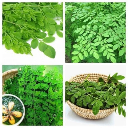 1 Pack 2 Moringa Trees Live Plants, Drumstick Malunggay Tree, Moringa Oleifera Herb Horseradish, 5 to 10 Inc Tall
