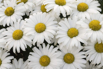 Proven Winners - Leucanthemum AMAZING DAISIES Daisy May (Shasta Daisy) Perennial, white flowers, 1 - Size Container