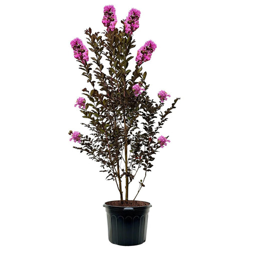 Thunderstruck Lavender Skies Crape Myrtle Live Tree, 1 gal. Nursery Pot, 12-18 in Tree Height (Due to Agricultural Laws, we Cannot Ship to CA, AZ, AK, or HI)