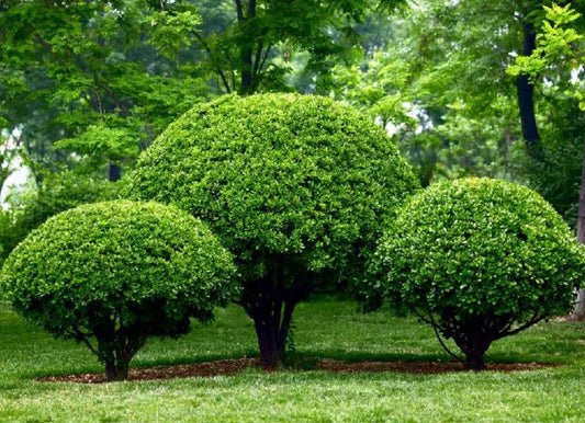 Nellie R. Stevens Holly Shrub - 6-12" Tall Live Plant - 3" Pot - Privacy Screen Holly Hedge Seedling - Evergreen Bush/Tree - Ilex 'Nellie R. Stevens'