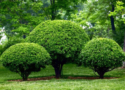 10 Nellie R. Stevens Holly Shrubs - 6-12" Tall Live Plants - 3" Pots - Privacy Screen Holly Hedge Seedlings - Evergreen Bushes/Trees - Ilex 'Nellie R. Stevens' - (10 Pack)