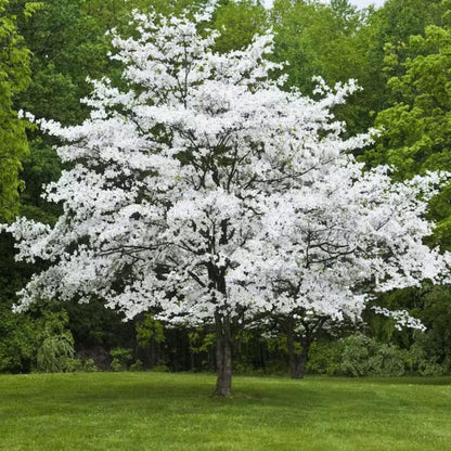 Dogwood Live Tree Plant, Flowering Dogwood Plant Live from 8 to 10 Inches Tall in Quart Pot for Outdoor Planting, Dormant in Winter (White)