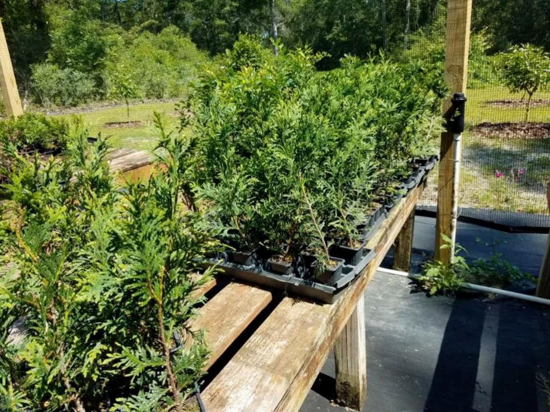Live Plant - 10 Thuja Green Giant Arborvitae Trees/Shrubs, 6-12" Tall Live Plants, 2.5" Pots