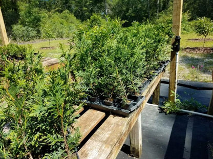 Live Plant - 5 Thuja Green Giant Arborvitae Trees/Shrubs - 6-12" Tall Live Plants, 2.5" Pots