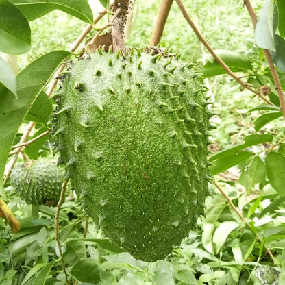 Sweet Giant Soursop Tree Live Plants, 2 Year Old Annona Muricata Guanabana Trees, 3 Gallon Pot, 2 to 3 Feet Tall for Outdoor Garden, No Ship to CA