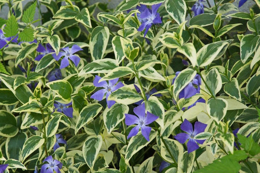 Varigated Vinca Major Plants Periwinkle/Vinca - Hardy Groundcover in 3.5 inch Pots (5 Count)