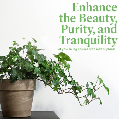 American Plant Exchange English Ivy – Live 6-Inch Potted Trailing Vine, Low-Maintenance Air-Purifying Houseplant for Hanging Baskets, Shelves & Indoor Home or Office Décor
