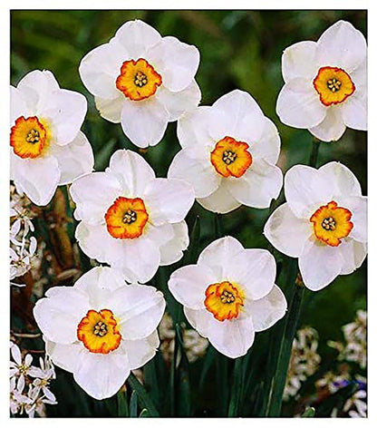 10 Tete a Tete Narcissus Bulbs - Top Size Daffodil Bulbs