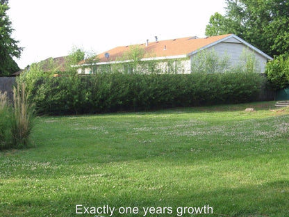 Willow Hybrid Trees for Privacy - Fast Growing Austree Willow Cuttings (10 Cuttings)