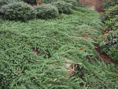 Bar Harbor Juniper | 1 Live 4 Inch Pot | Juniperus horizontalis 'Bar Harbor' | Perfect Lush Ground Cover & Landscape Accent | Drought Resistant & Low Maintenance