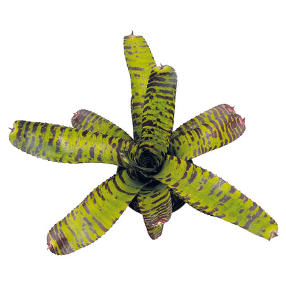 ragnaroc Live Plants – Bromeliad Neoregelia Dragon, 8-12" in 6" Pot - 1ct - Live Arrival Guaranteed - House Plants for Home Decor & Gift