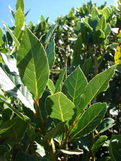 Live Plant - Laurus nobilis Bay Leaf Tree Bay Laurel Sweet Bay Rooted Small Starter Plant!