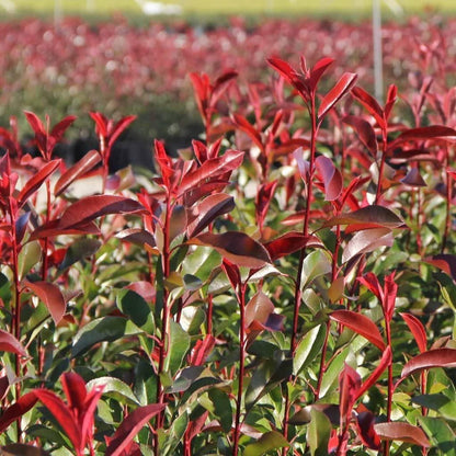 Photinia Red Tip | 1 Large Trade Gallon Size Plant | Photinia x Fraseri | Evergreen Landscape Hedge Shrub