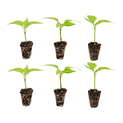 Bonnie Plants Jalapeno Pepper Plug, Live Plant, A Popular Chile Pepper, Full Sun, 3 Cubic in., 6 Pack