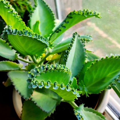 Mothers of Thousands Kalanchoe Live Plant 3 to 5 Inc Tall Starter, Kalanchoe Succulent, in Pot