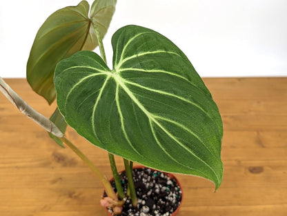 Philodendron Gloriosum 'Zebra | Live Plant for Indoor & Outdoor | for Living Room, Office, Bathroom | (4" Pot)