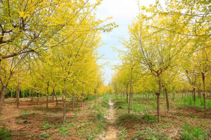2 Siberian Elm Trees - 10-18" Tall Live Plants - Fast Growing Tree Seedlings - Ulmus pumila - (2 Pack)