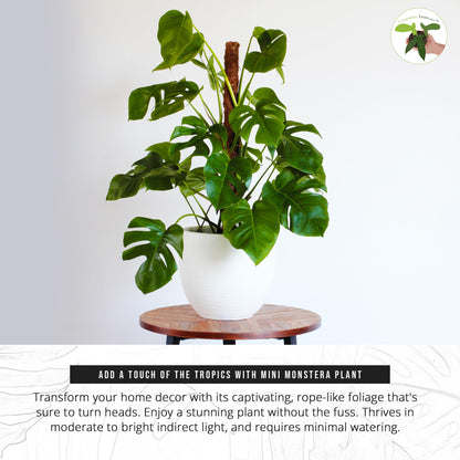California Tropicals Tetrasperma - The Rare Mini Monstera Plant, Live 6" Indoor & Outdoor Houseplant, Easy Care & Purifying Air for Tiny Homes & Office Interior Garden