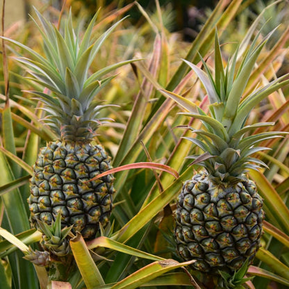 Set of 2 Live Elite Gold Pineapple Plants, 4–7 Inches Tall, Tropical Fruit Plants, Well-Rooted, Ready to Grow, Suitable for Outdoor Garden or Containers