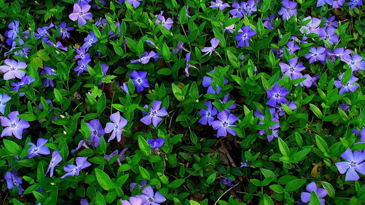 50 Plants Vinca Minor Hardy Perennial Ground Cover