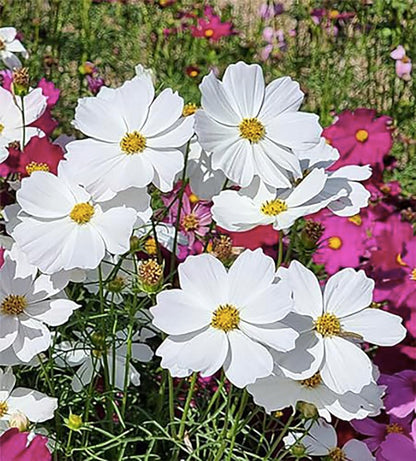 1000 White Purity Cosmos Seeds - Long Blooming Period in All Zones - 3' - 5' and up to 7 Feet Tall