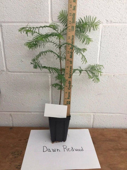2 Dawn Redwood Trees - 8-12" Tall Live Plants - Quart Pots - Metasequoia glyptostroboides