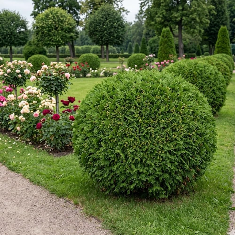 2 Mr Bowling Ball Live Plant, Trade Gallon Pot, 12-18 Inch Tall Arborvitae Shrub, Compact Dwarf Evergreen for Landscape, Containers & Garden