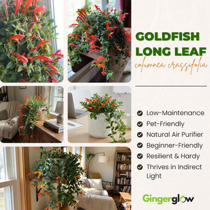 Trailing Goldfish Flowers Plants Live Houseplants, 4-6 Inch Tall, Long Leaf Golden Fish Plants, Flowering Trailing Plant Suitable for Gifts & Ideal for Home Interiors