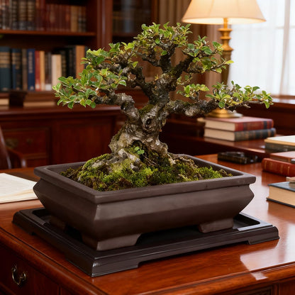 MUZHI Unglazed Ceramic Bonsai Pot with Drainage Tray, Rectangle Vintage Brown Bonsai Planter with 4 Raised Feet for Juniper Maple, Succulent Planter Pot with Drip Tray (Elegant Rectangle)
