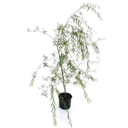 Weeping Willow Live Deciduous Shade Tree w/Graceful Draping Branches Grow Up to 50 ft in 3 Gal Grower Pot – Outdoor Landscape Tree for Yards & Gardens, Full Sun to Part Shade, Zones 6–8, 1-Pack