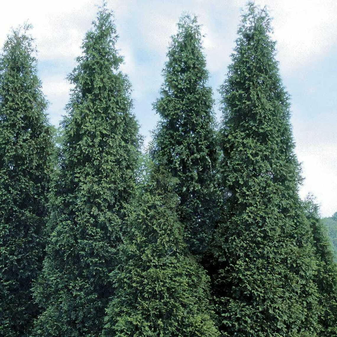 Live Plant - 25 Thuja Green Giant Arborvitae Trees/Shrubs, 6-12" Tall Live Plants, 2.5" Pots