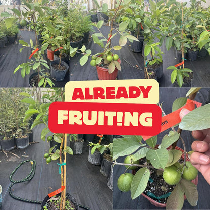 No CA, Kilo Guava Tree Live Plant, 2-3 Ft Fruiting Airlayered for Planting, Grafted Guava Tree, Already Bearing Fruit