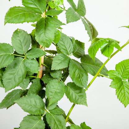 Perfect Plants Apache BlackBerry Bush 1 Gallon | Live Thornless Fruit for Outdoor Planting | Fresh Fruits for Home Gardens | Dark Purple Berries Emerge During Early Summer