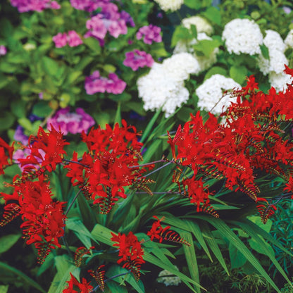 BRECK'S - Lucifer Red Flowering Crocosmia Dormant Bare Root Summer Flowering Bulbs, 10 Bulbs per Offer