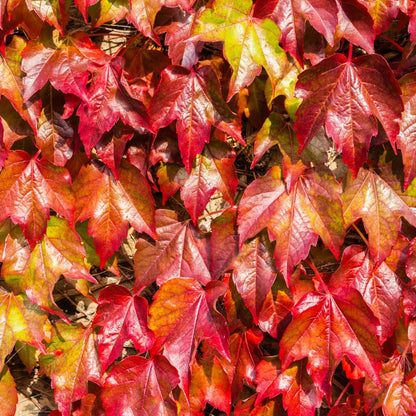 Boston Ivy Plant, Live Climbing Ivy Plant Starter in Pot, 3-6 Inch Tall, Outdoor Garden Planting