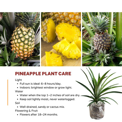 1 Sugarloaf Pineapple Plant Live for Planting, Sweet Pineapple Fruit Tree Live Plant 5 to 8 Inch Tall, Pineapple Starter Plants