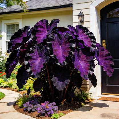 FEWSDVBX Elephant Ear for Planting Garden - Mixed Varieties, Colorful Foliage，Elephant Ear for Outdoor Garden Landscapes (6)